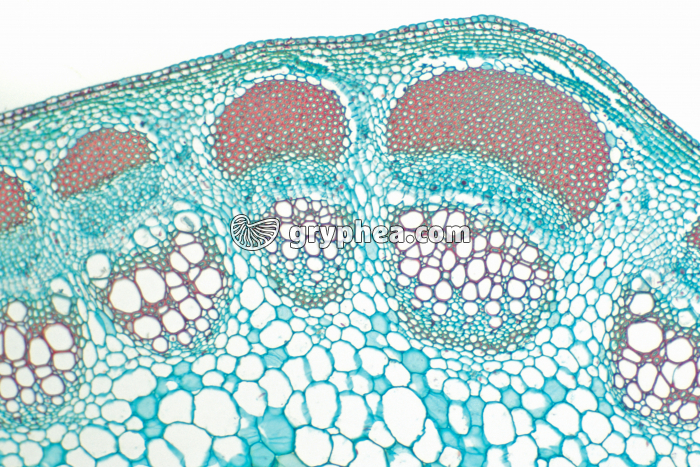 Tige de Dicotylédone CT x25 - gryphea.com